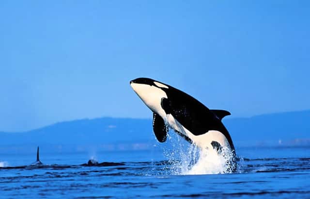 美股买黄金什么代码